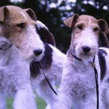 Dublin’s Top Dog Chosen the Doggie Do in Merrion Square
