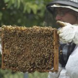 Irish Beekeeping Association about the importance of bees in Ireland